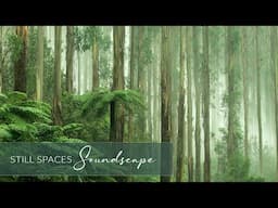 Still Forest Soundscape for Meditation and Deep Focus | 20 Min