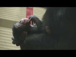 Chimpanzee Abu, born on 10 November. Filmed on 4 January.