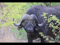 BUSH AFRICA SAFARIS BUFFALO HUNTING 2020