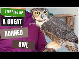 Training a Great Horned Owl from Wildlife Rehab to Step Up