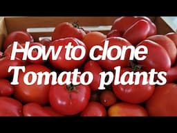 Cloning tomatoes plants for winter greenhouse. Zone 8a