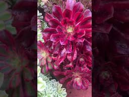 Plant of the day - Aeonium Moonstone