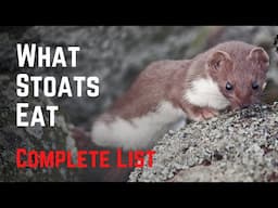 What Stoats Eat - Vicious, and Relentless Predators!