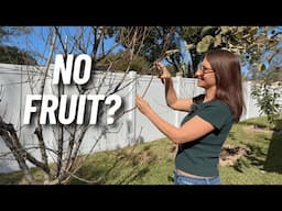 If Your Fruit Trees Are Not Producing, Try THIS