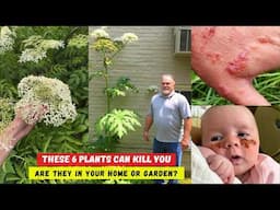 Don’t Touch These Plants! Six Dangerous Lookalikes to Avoid