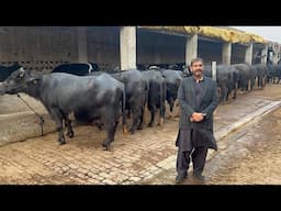 BBG Nili Ravi Buffalo Dairy and Cattle Farm, Faisalbad #buffalo #dailyvlog #farmer #dairyfarm