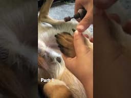 Trimming my dogs nails part 1 #dog #dogtraining #yourdog