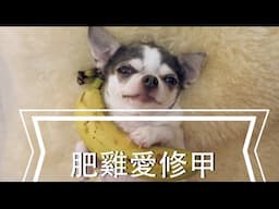 ♛QQ 1 Min Vlog--May 17 2015 : 肥雞愛修甲♥ Fergie Loves pedicure!