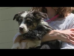 Serving the Ozarks: SAAF Spay Neuter Clinic