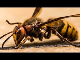 A closer look at a hornet nest