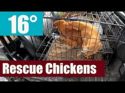 Freezing Temps and New Rescue Chickens