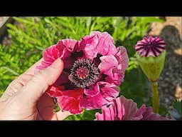 Central Park Poppy: First Time experience growing this flower