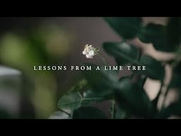 Lessons from a Lime Tree