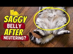 Why do cats develop a saggy belly after neutering?