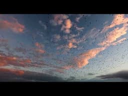 Snow Geese at Sunset