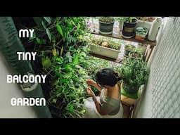 Grow some Flowers and Herbs in my tiny Balcony Garden | Propagating & Recycling Tips