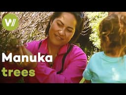 The importance of Manuka trees for beekeeping in New Zealand