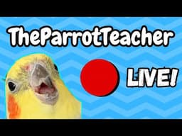 The Parrot Teacher Live Stream & Festive Special with Q & A