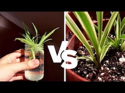 Spider Plant Propagation in Water vs Soil: 2-Month Comparison | Should I propagate in water or soil?