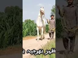 رائے عمر دراز کا بریڈر گھوڑا #horse #orientalhorsesofpakistan