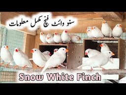 Snow White Finch Breeding Tips & Male Female Differences | Snow White Zebra Finch Price, Sound, Care