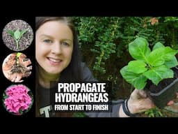 Hydrangea Cuttings | Propagating Hydrangeas From Start To Finish