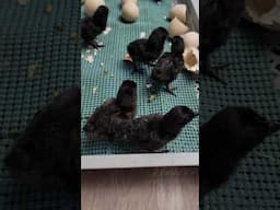 Ayam Cemani Chicks Hatching