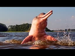 Amazon River Dolphins Pink Freshwater Dolphins That Eat Piranhas