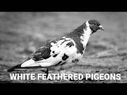 Preventing Damage to the White Feathers of Racing Pigeons During Race