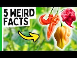 These pepper facts are weird.