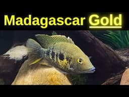 Awesome Fish from MADAGASCAR | East Coast Gold