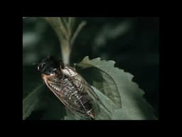 Cicadas.