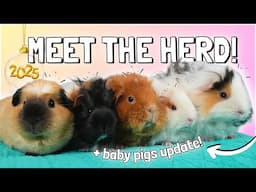 Piggie Herd Meet and Greet 2025! ✨🐹