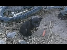 Homeless puppy shivers as he follows a cyclist and the 9-month journey across the vast prairie