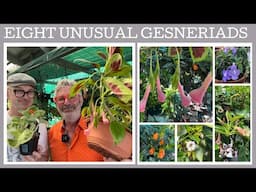 Eight unusual Gesneriads