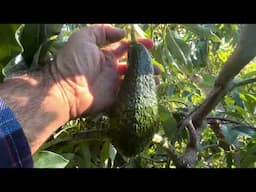 January Avocados and South Facing Slope Microclimates