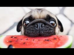 Pugs - Cute Pug Dogs And Pug Puppies Doing Funny Things || NEW