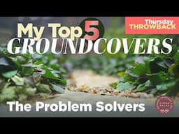 My Top 5 Problem Solving Ground Covers