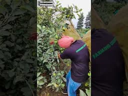 गर्म क्षेत्रों में सेब की खेती के लिए खास पौधे | Apple Farming in Hot Areas