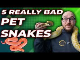 5 Really Bad Pet Snakes | Get These Snakes Instead!