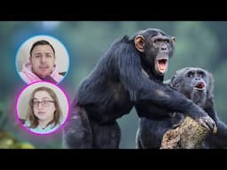 Casual Geographic - One Mistake and This Chimp Lost It All | Eli & Jaclyn REACTION