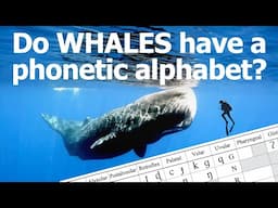 Do sperm whales have a phonetic alphabet?