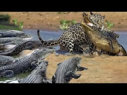 Amazing Jaguar Hunting Crocodile While Sleeping - Leopard Hunting Fail - Leopard Vs Crocodile