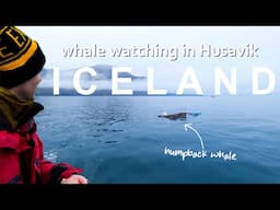 What to Expect from Whale Watching In Iceland 🐳