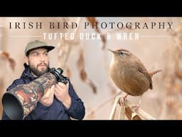 Bird Photography - Wren in the Reeds (Nikon z6ii - Sigma 150-600mm C)