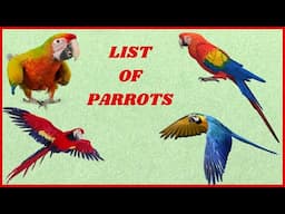 Types Of Parrots | Colorful Parrots | Amazing Parrot Video | #shorts