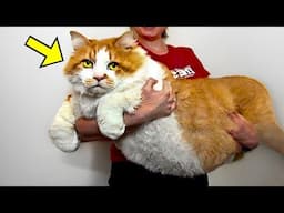 Man Brings GIANT Cat To Shelter. Hours Later, Something UNEXPECTED Happens!