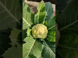 Market से सब्ज़ी खरीदना बंद - Home grown Cauliflower | घर पे उगाई गोभी #food #gardening