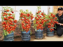 GROW Tons of Juicy Tomatoes in Plastic Bottles with Ease!