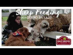 Sheep Feeding Experience with our dog Creamy